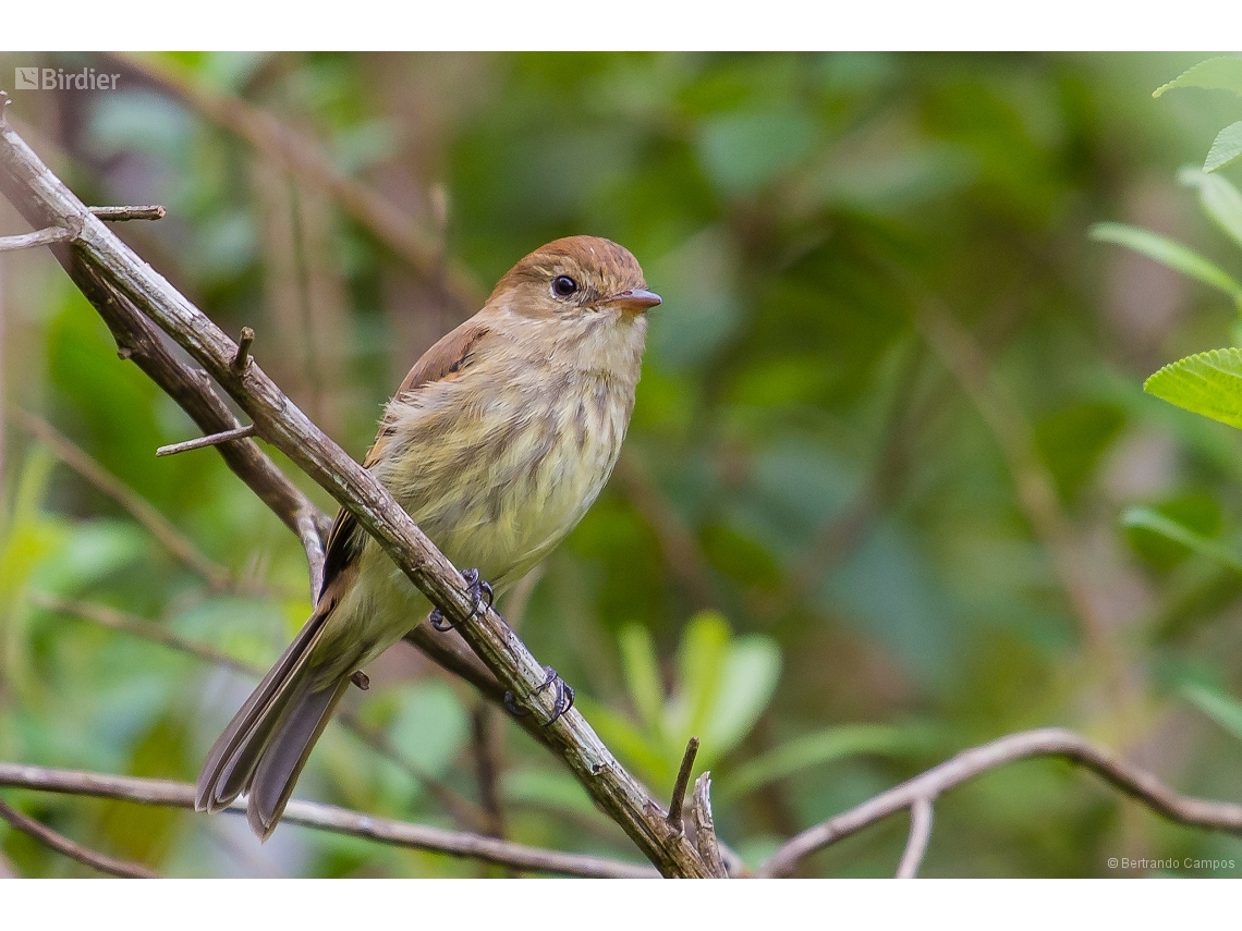 Myiophobus fasciatus