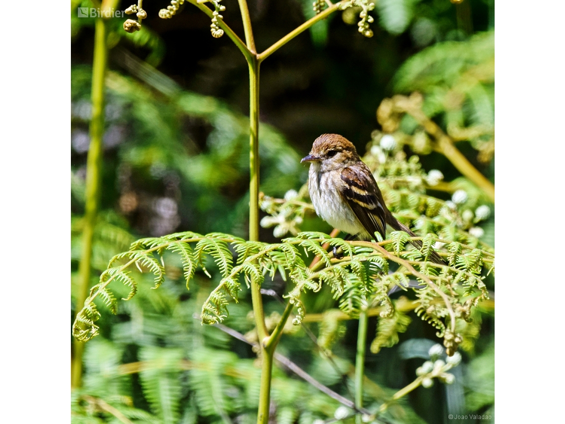 Myiophobus fasciatus