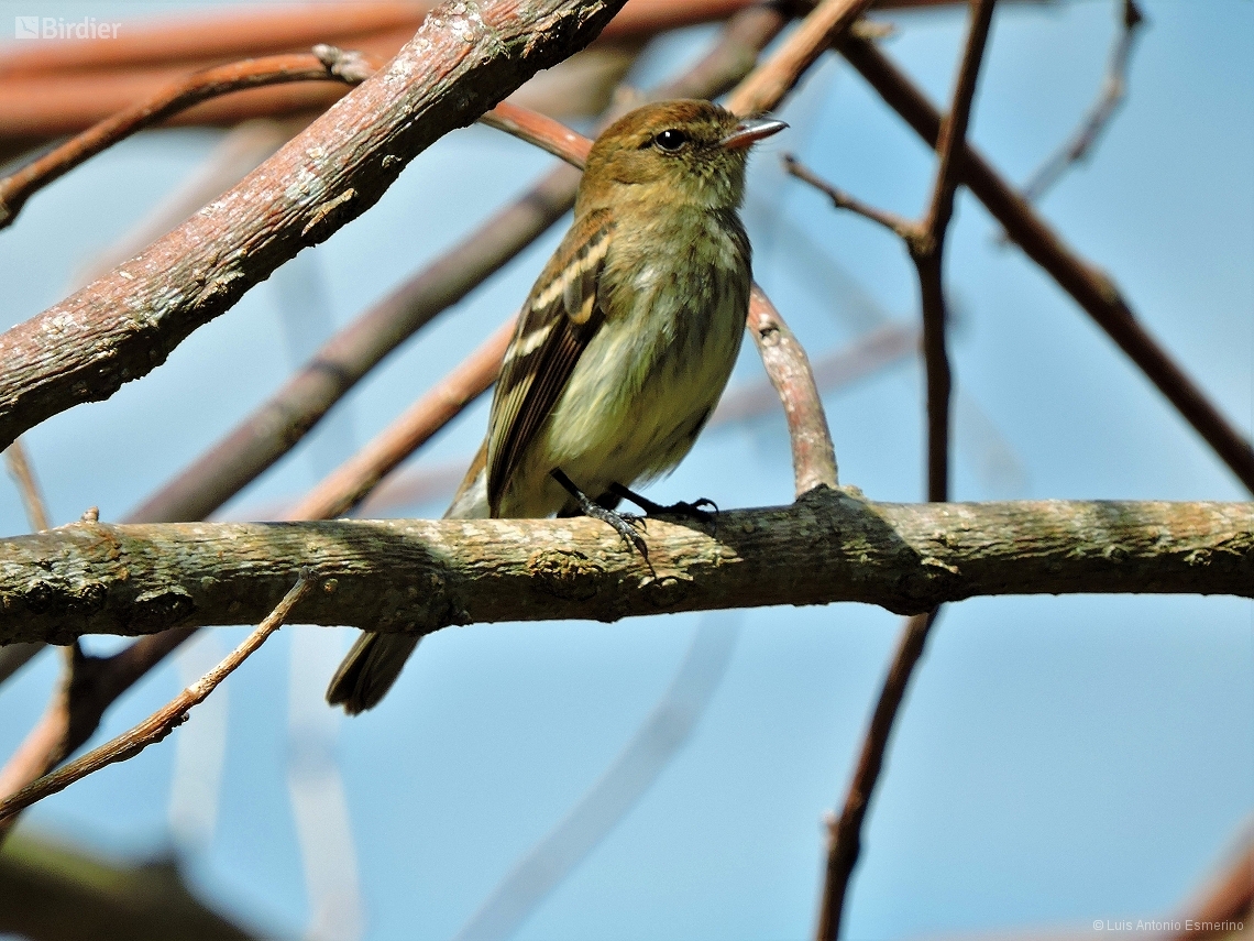 Myiophobus fasciatus