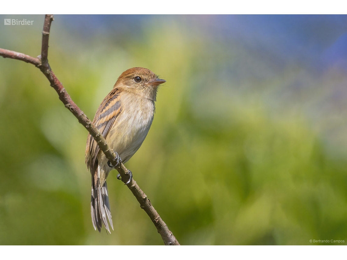 Myiophobus fasciatus