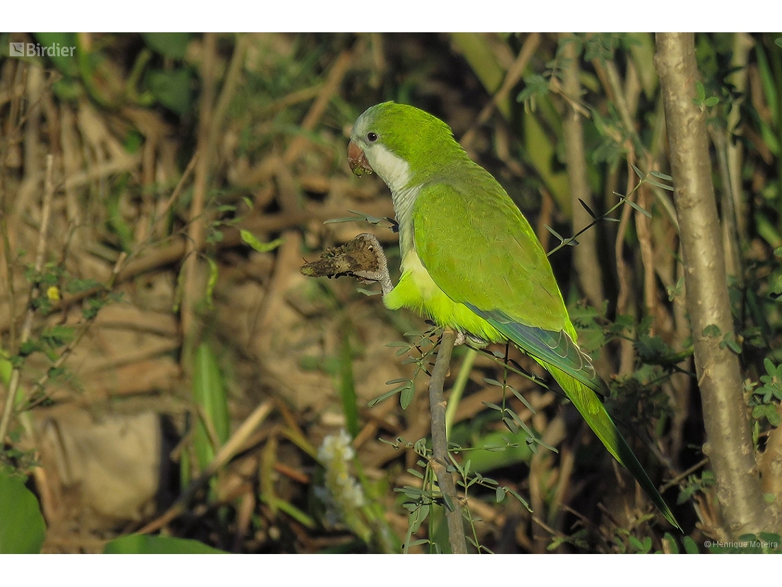 Myiopsitta monachus