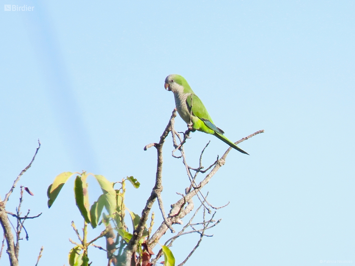 Myiopsitta monachus