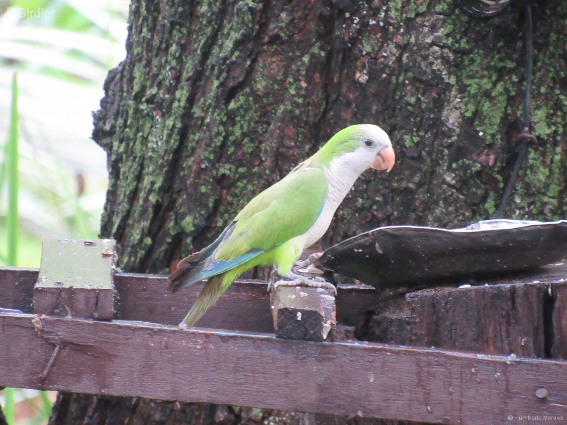 Myiopsitta monachus
