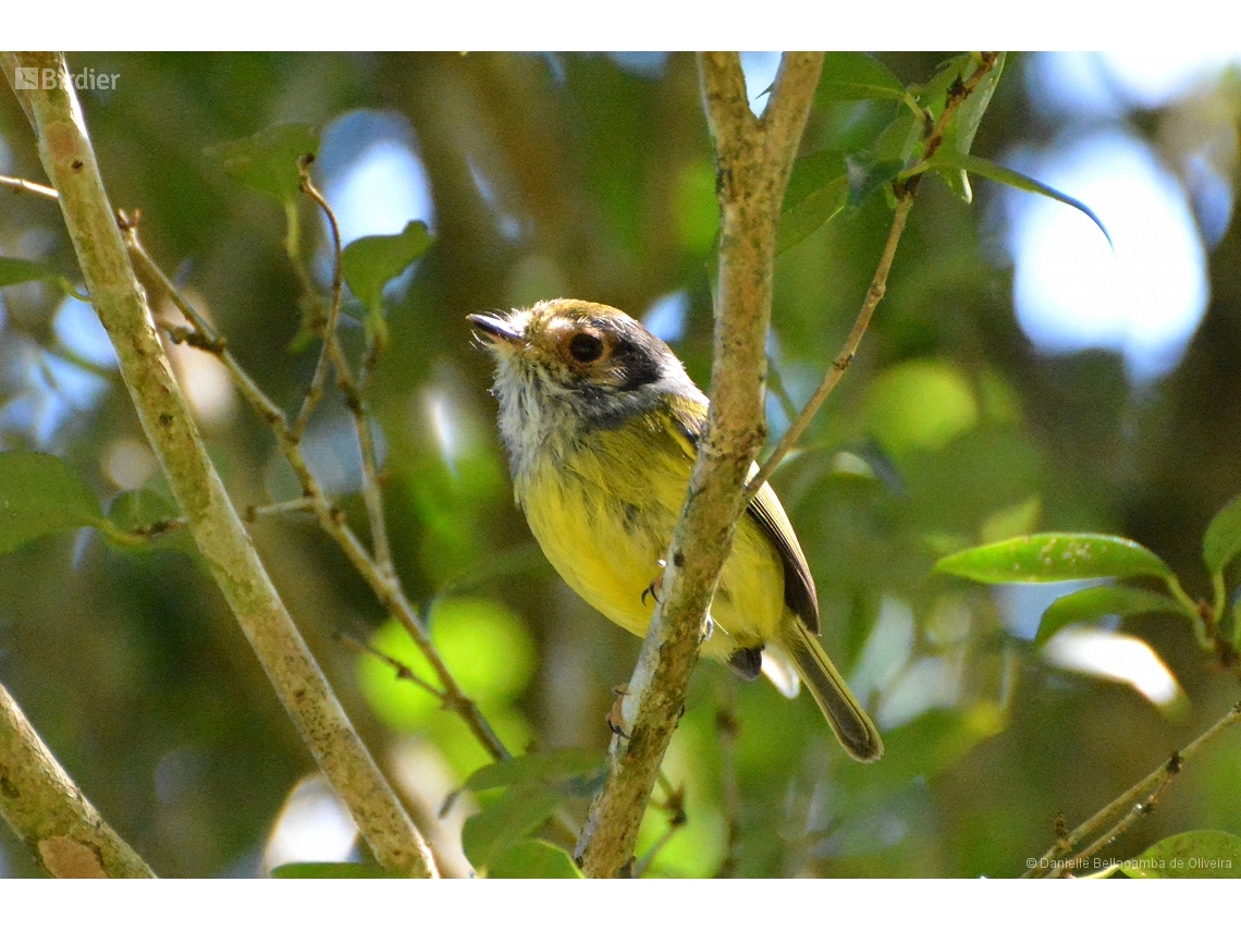 Myiornis auricularis