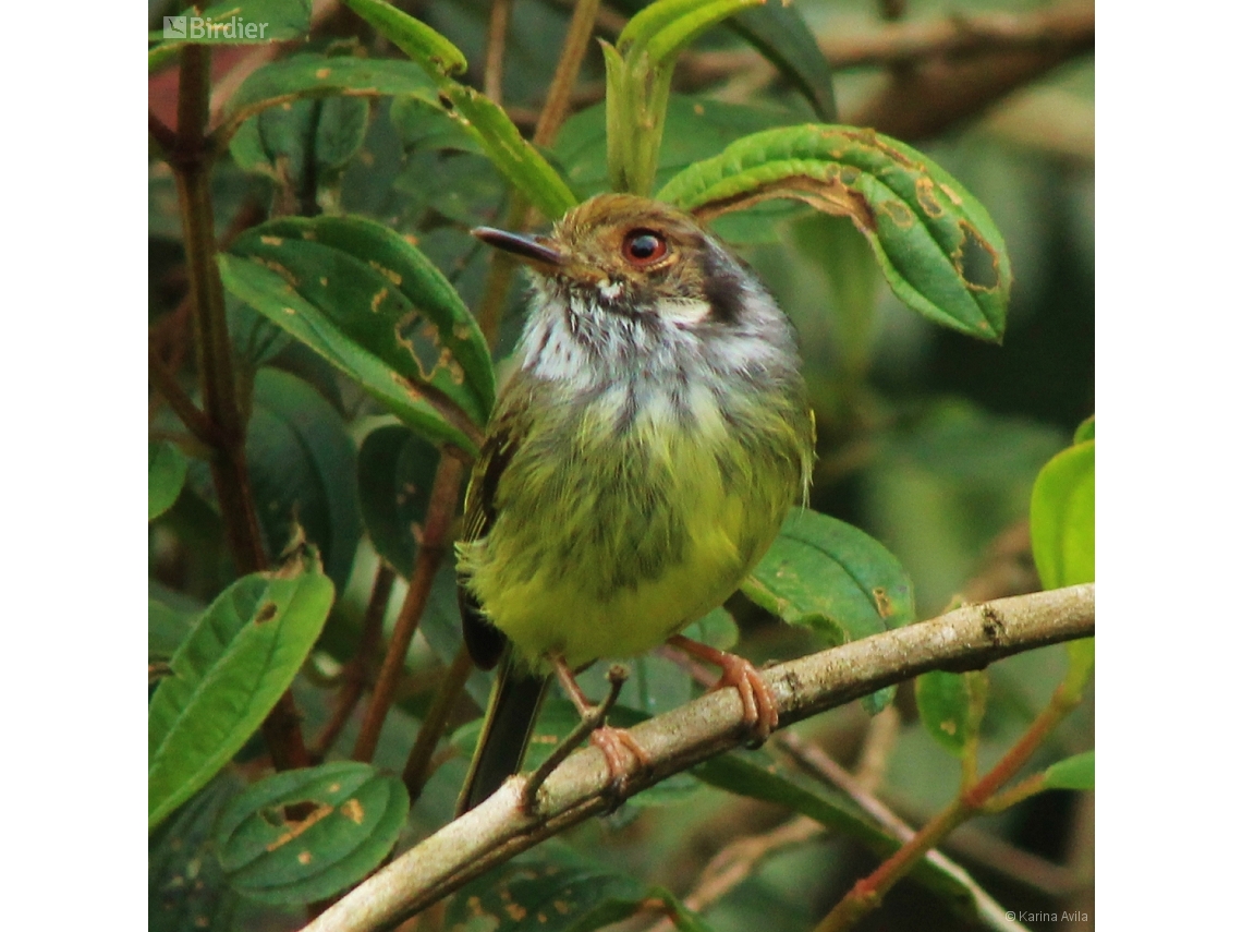 Myiornis auricularis