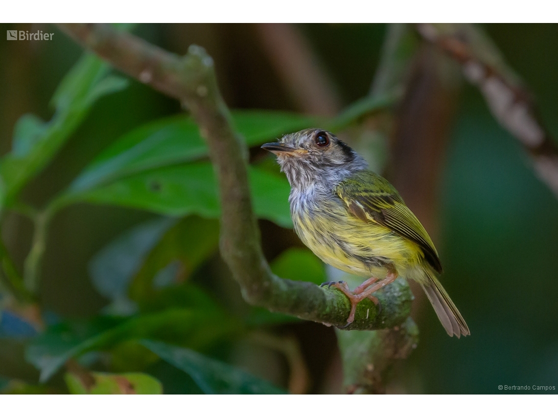 Myiornis auricularis