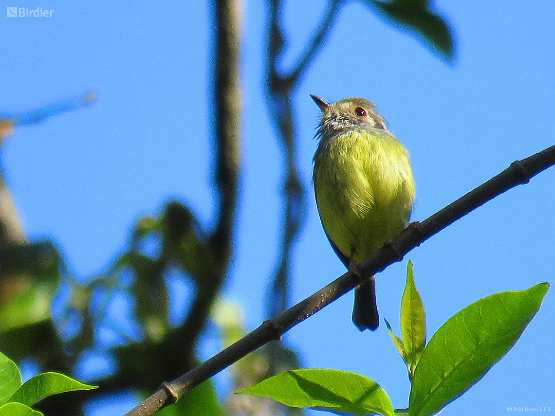 Myiornis auricularis