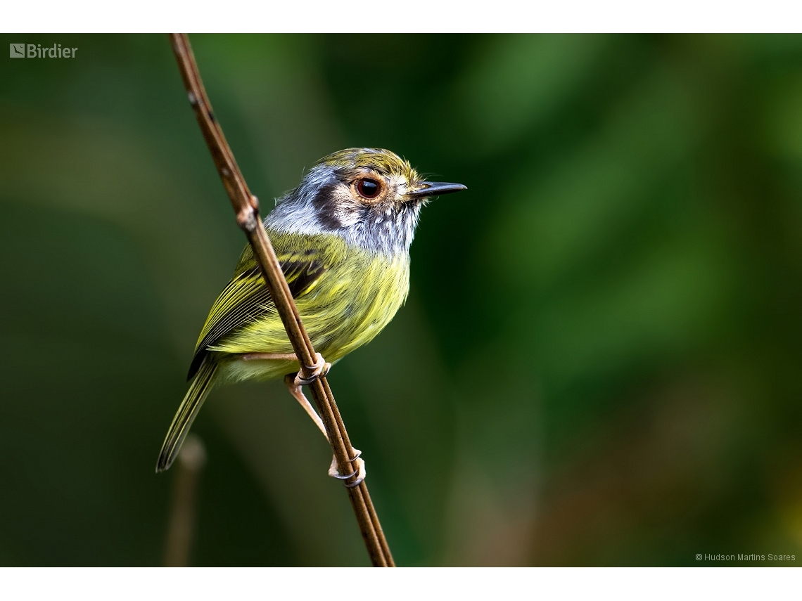 Myiornis auricularis