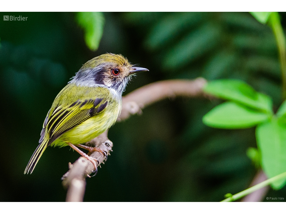 Myiornis auricularis