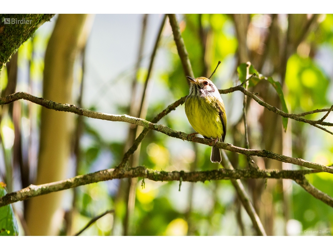 Myiornis auricularis