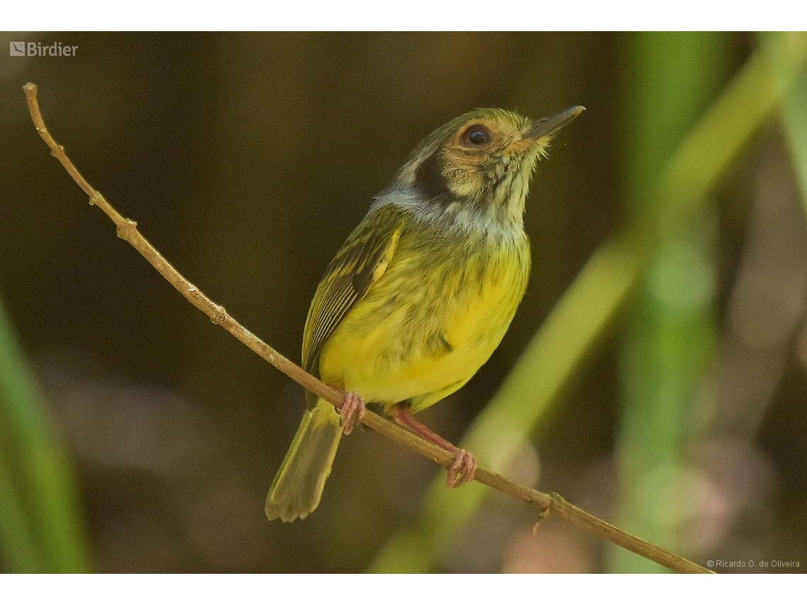 Myiornis auricularis