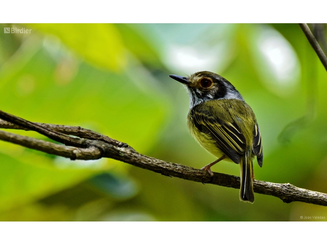 Myiornis auricularis