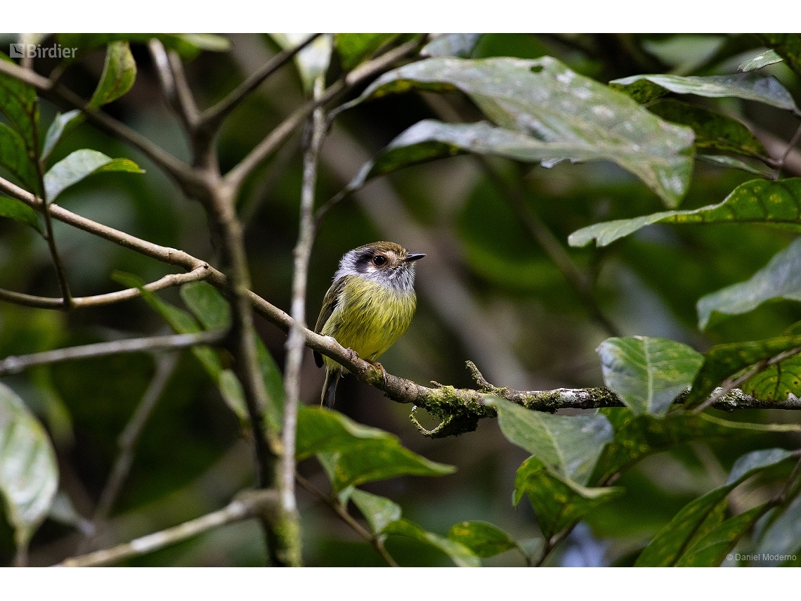 Myiornis auricularis