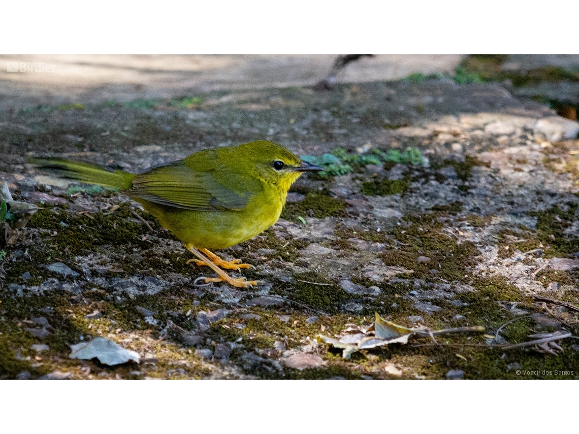 Myiothlypis flaveola