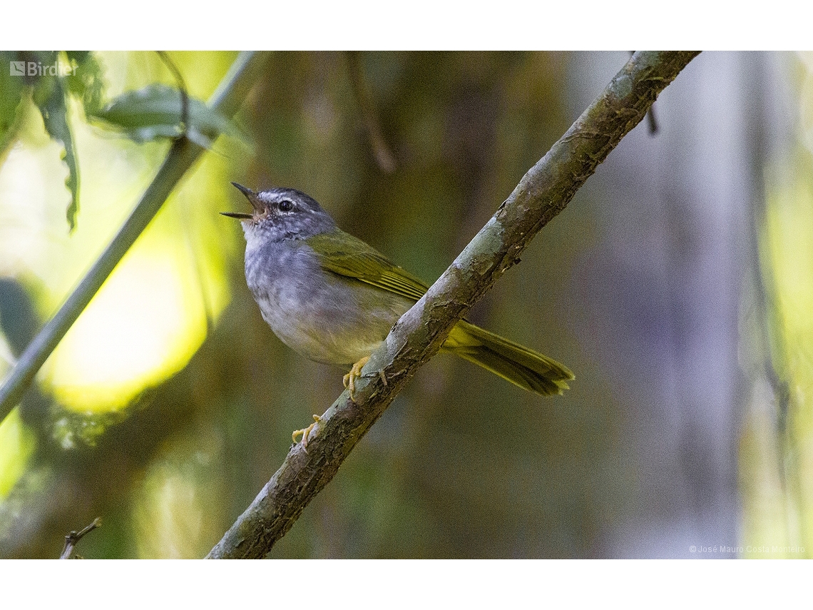 Myiothlypis leucoblephara