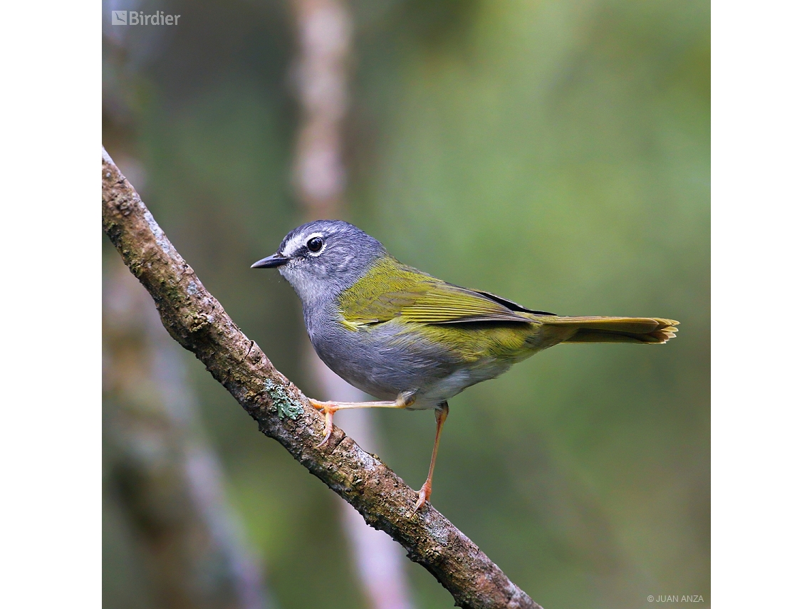 Myiothlypis leucoblephara