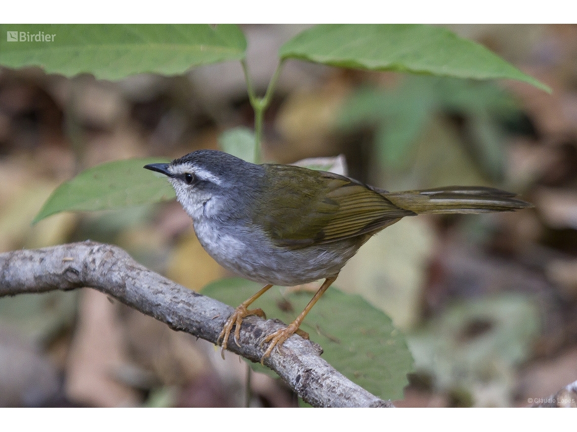 Myiothlypis leucophrys