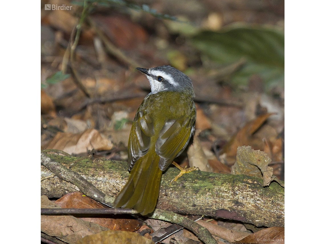 Myiothlypis leucophrys