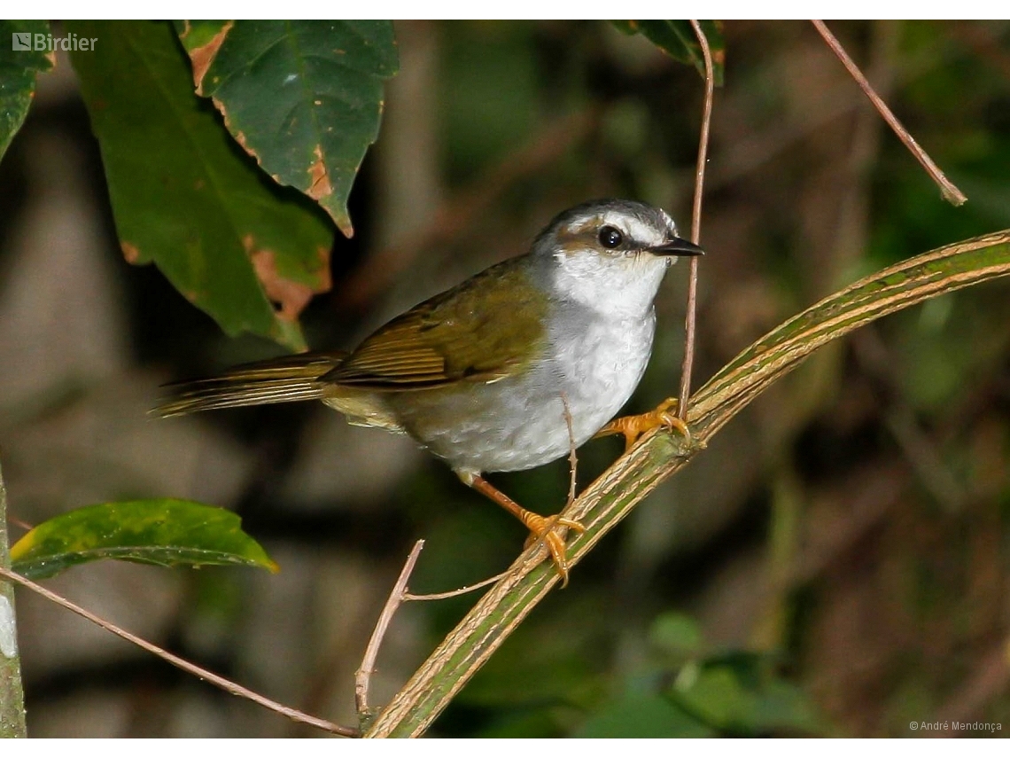 Myiothlypis leucophrys