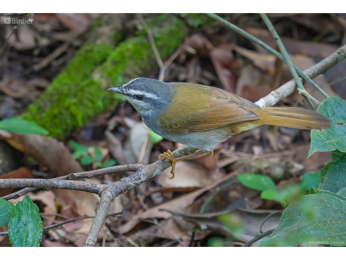 Myiothlypis leucophrys