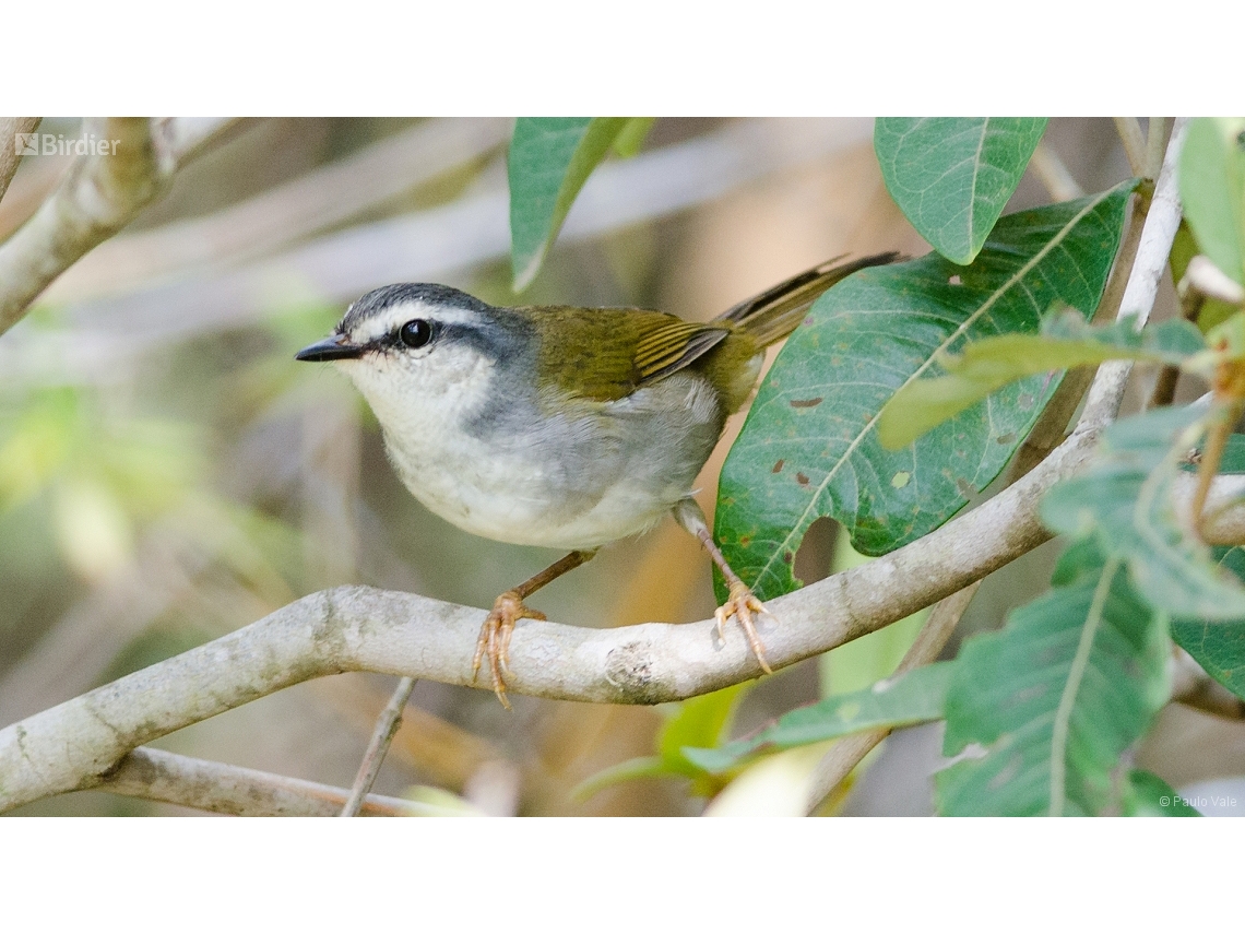 Myiothlypis leucophrys
