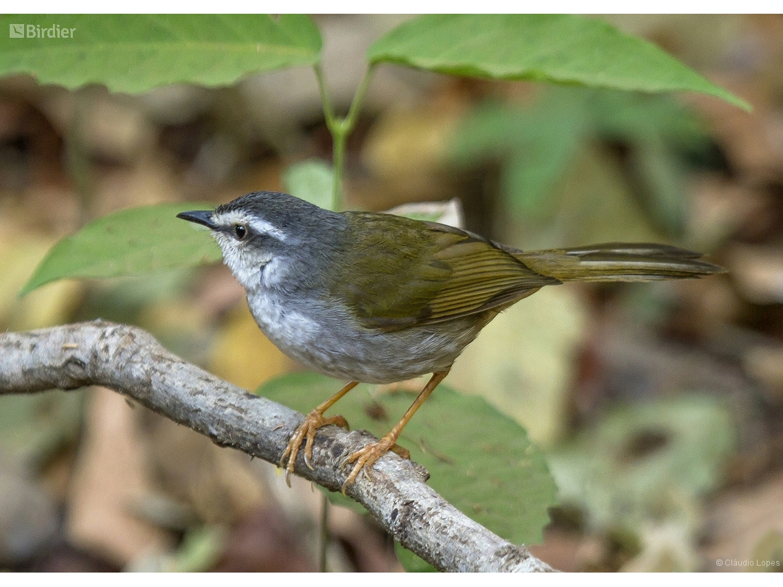Myiothlypis leucophrys