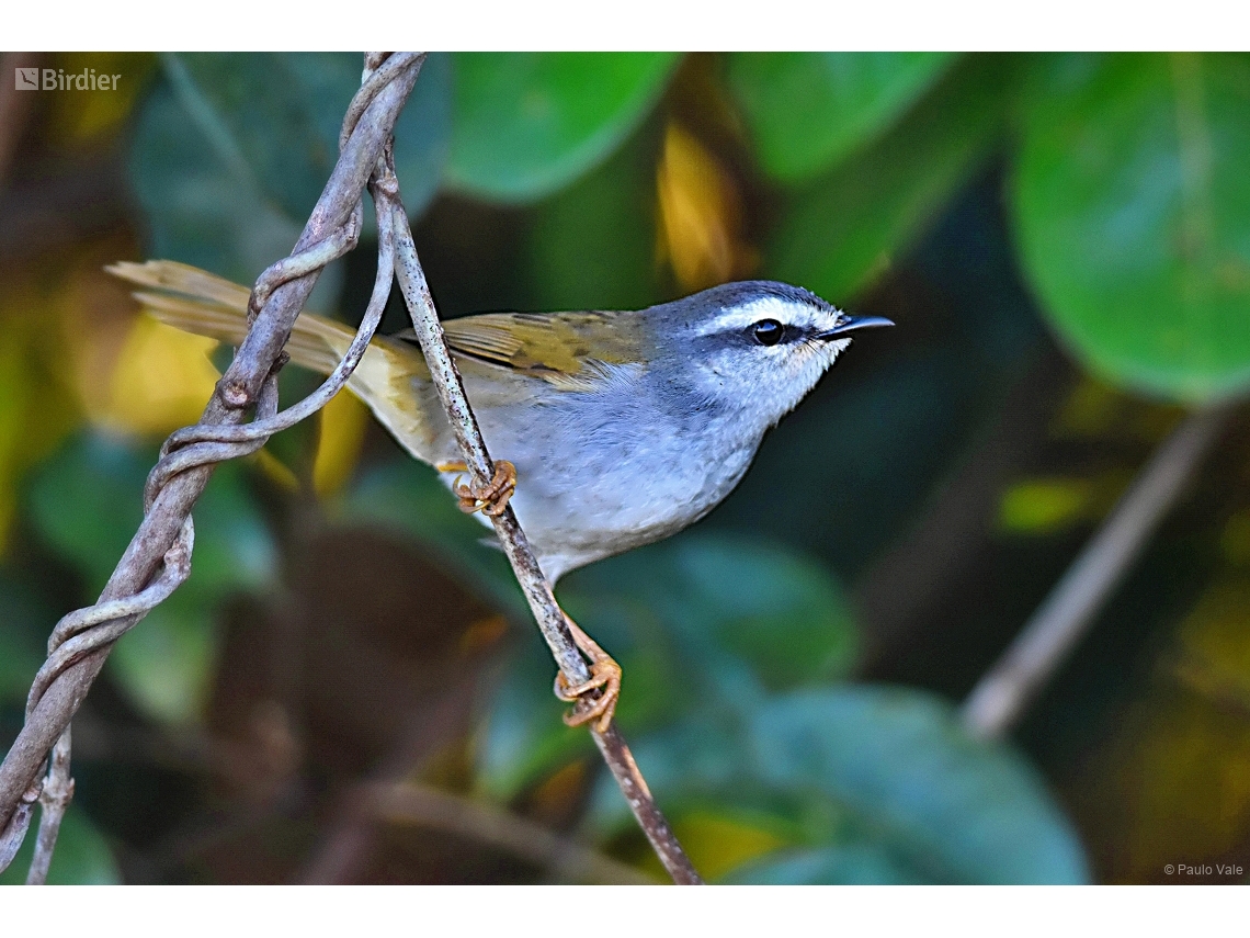 Myiothlypis leucophrys