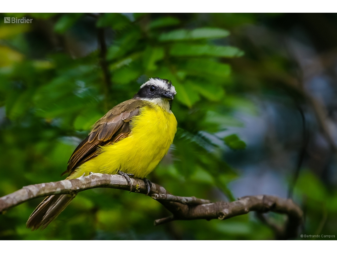 Myiozetetes cayanensis