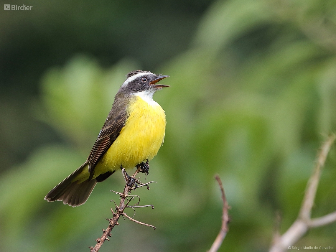 Myiozetetes similis