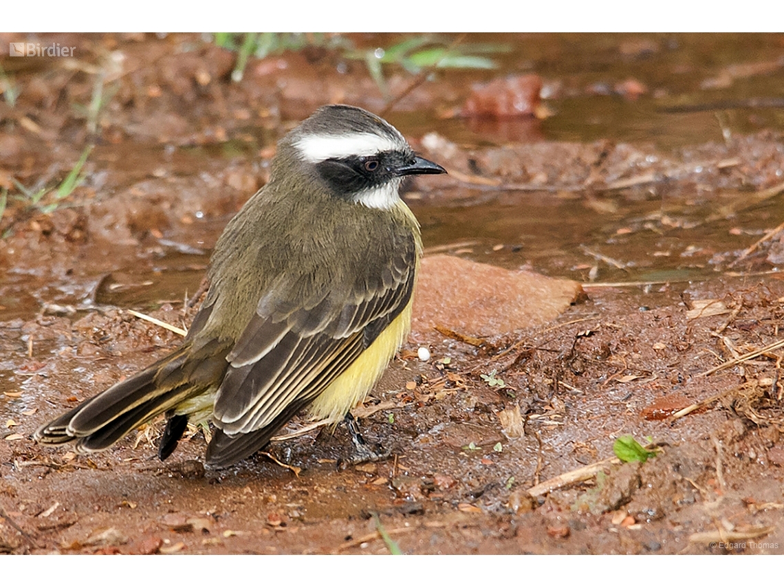 Myiozetetes similis