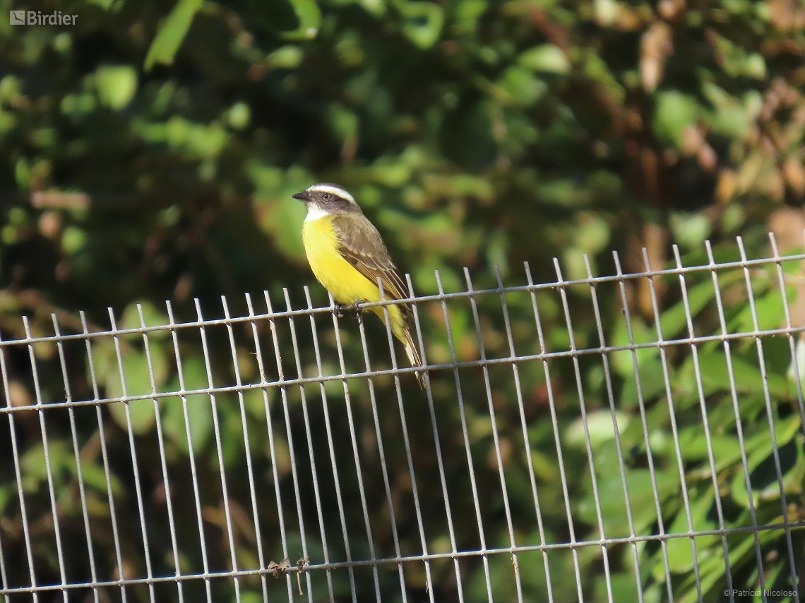 Myiozetetes similis