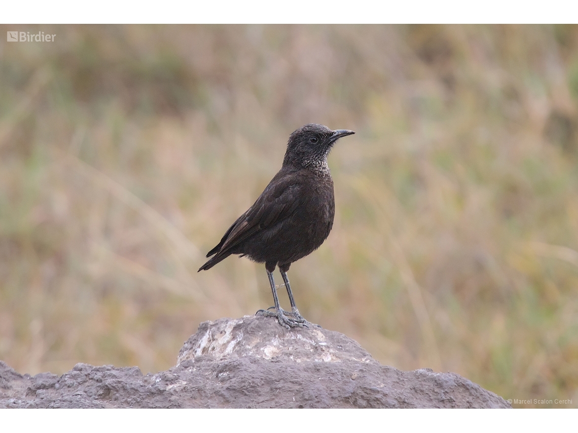 Myrmecocichla aethiops