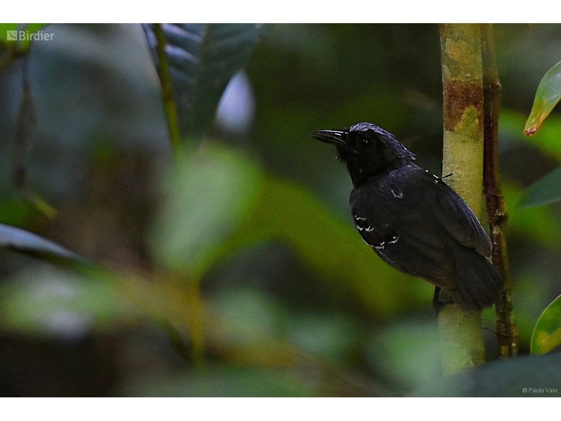 Myrmoborus myotherinus