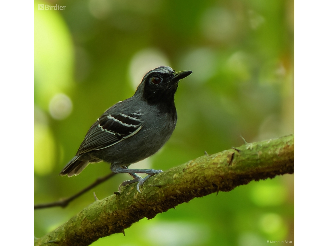 Myrmoborus myotherinus