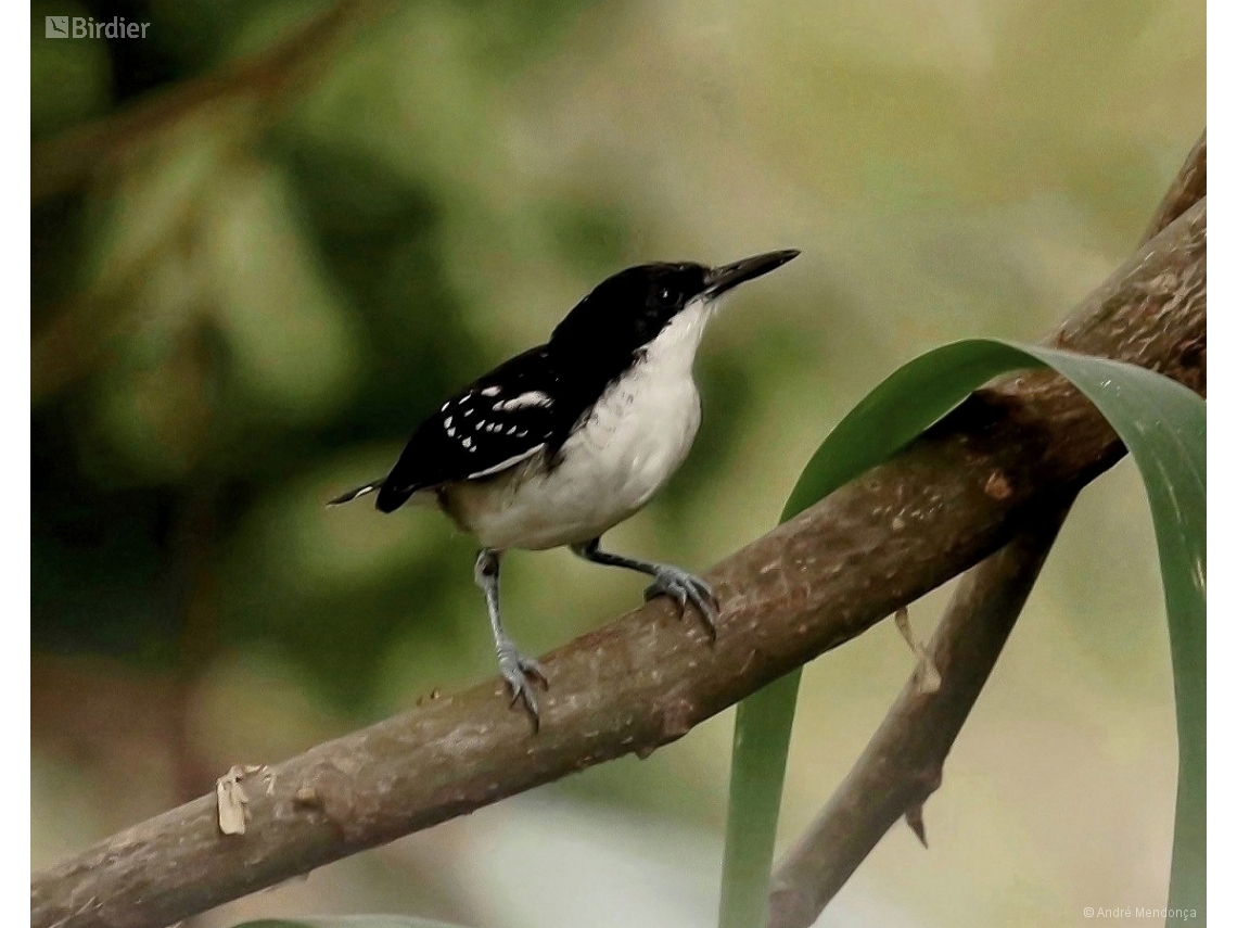 Myrmochanes hemileucus