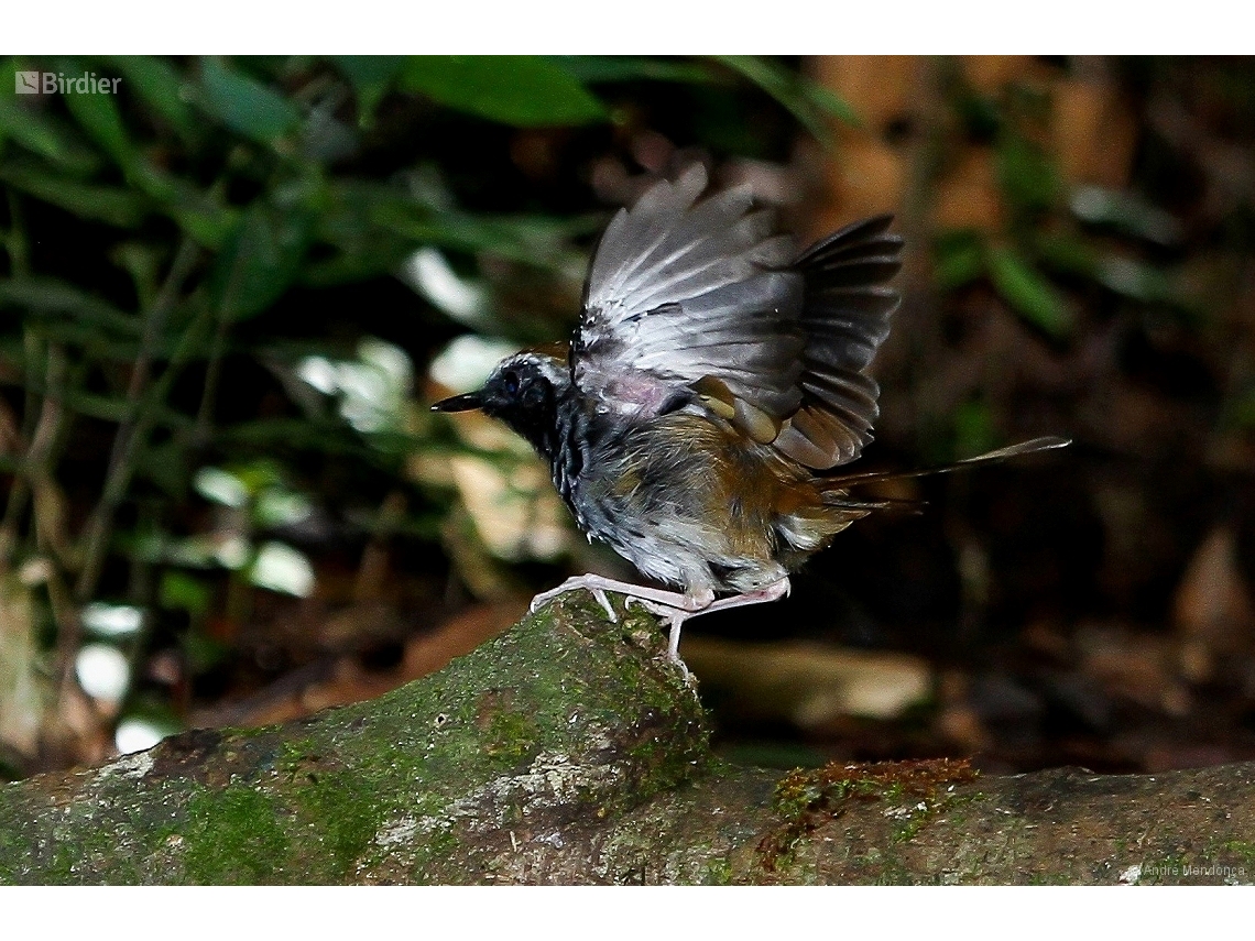 Myrmoderus squamosus