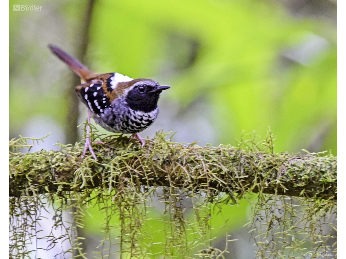 Myrmoderus squamosus