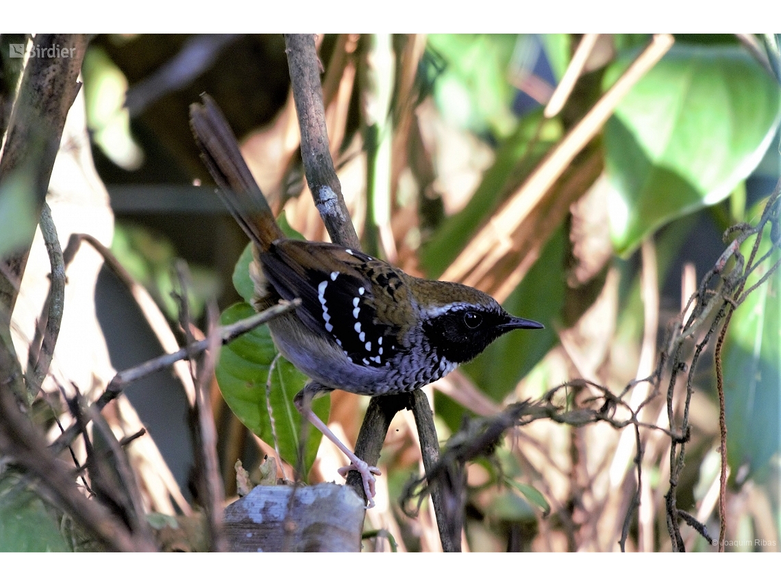 Myrmoderus squamosus