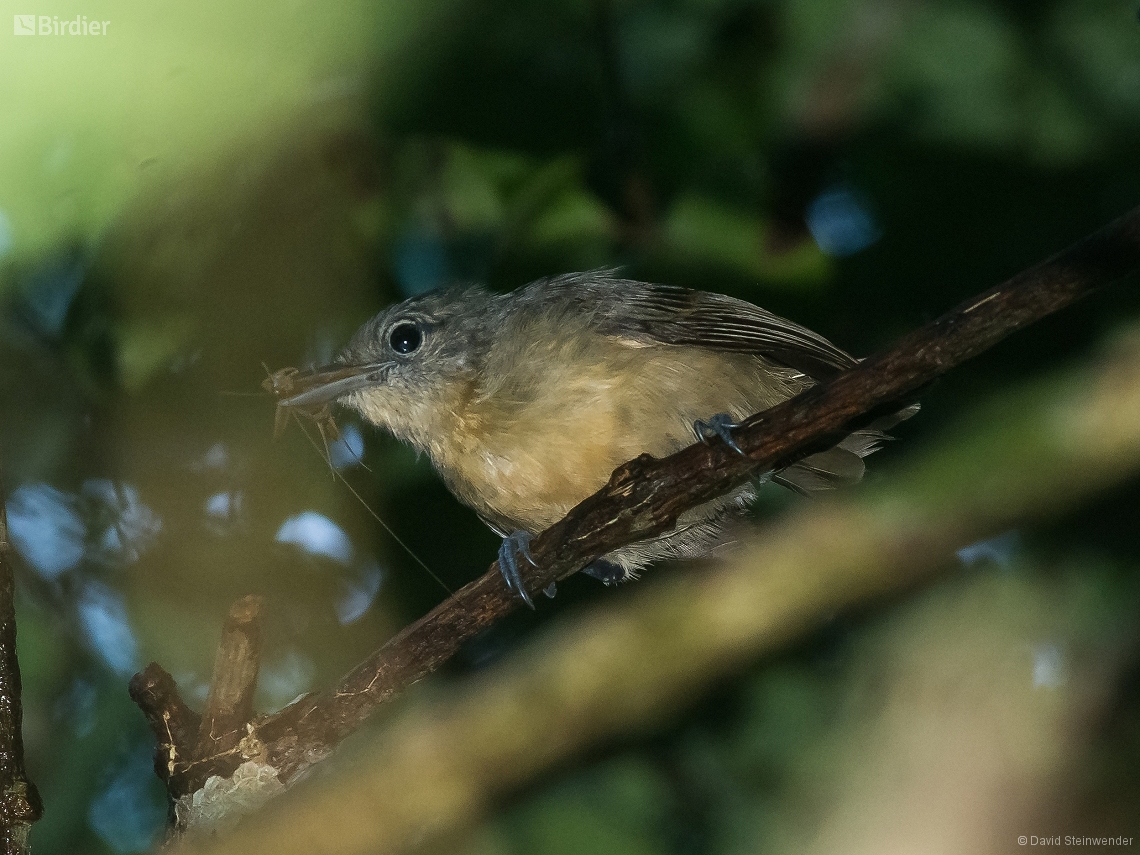 Myrmotherula axillaris