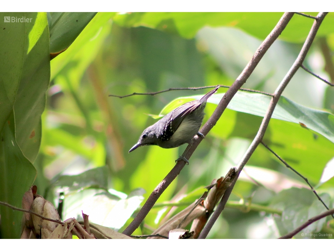 Myrmotherula axillaris
