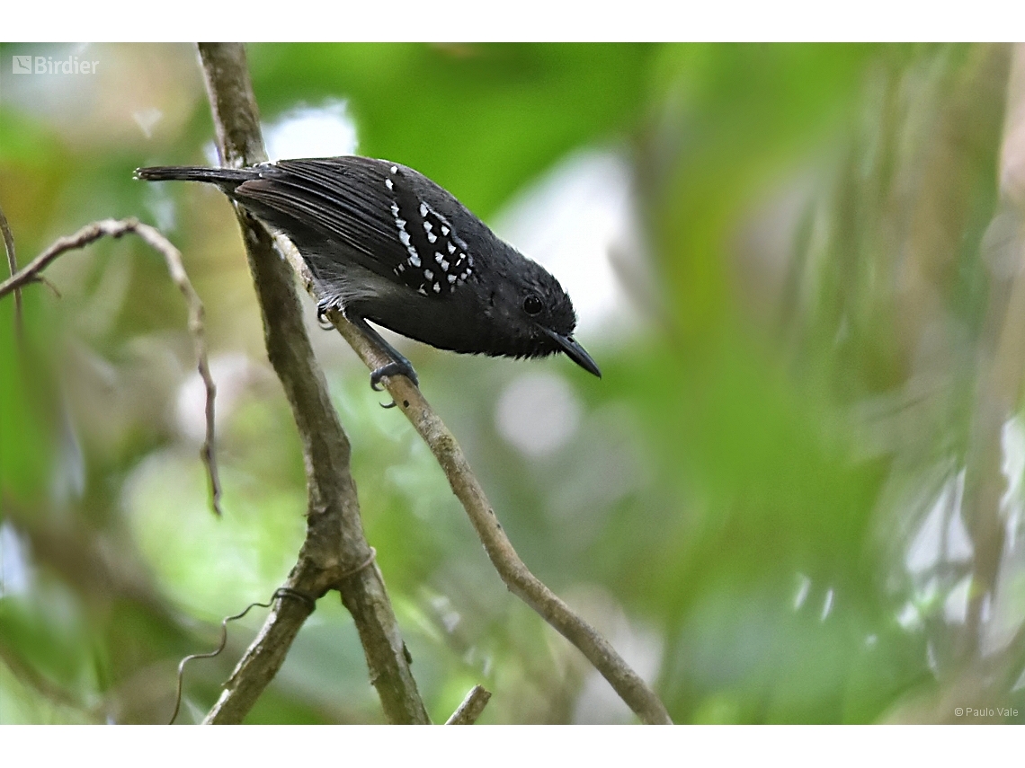 Myrmotherula axillaris