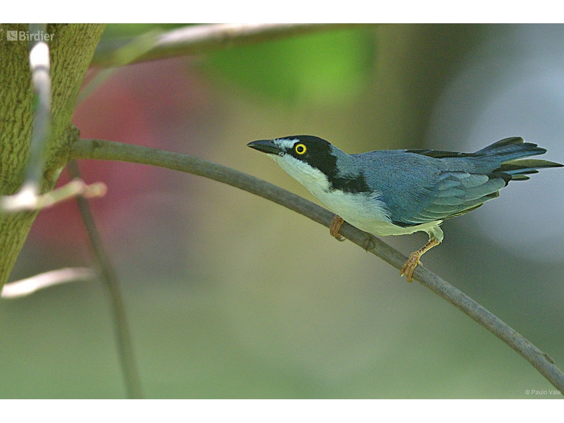 Nemosia pileata