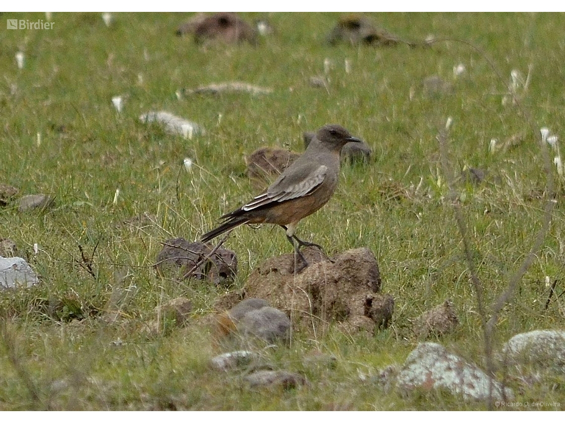 Neoxolmis rufiventris