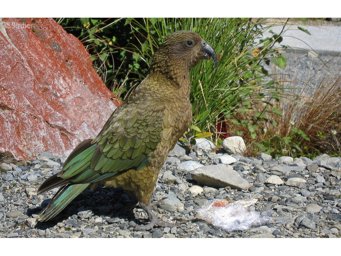 Nestor notabilis