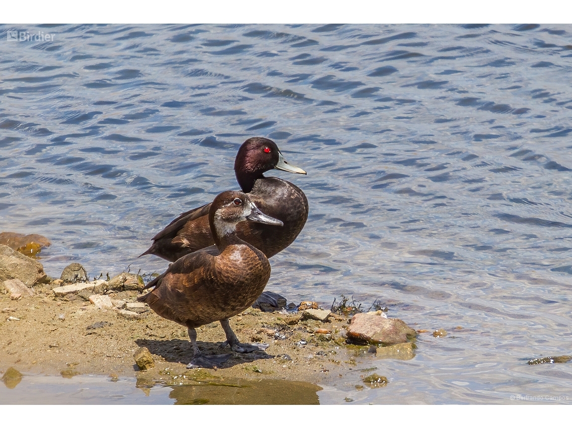Netta erythrophthalma