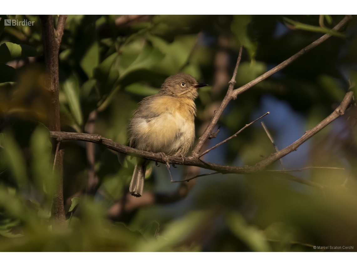 Newtonia brunneicauda