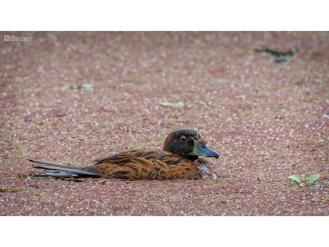 Nomonyx dominicus
