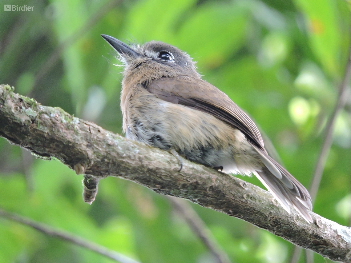 Nonnula rubecula