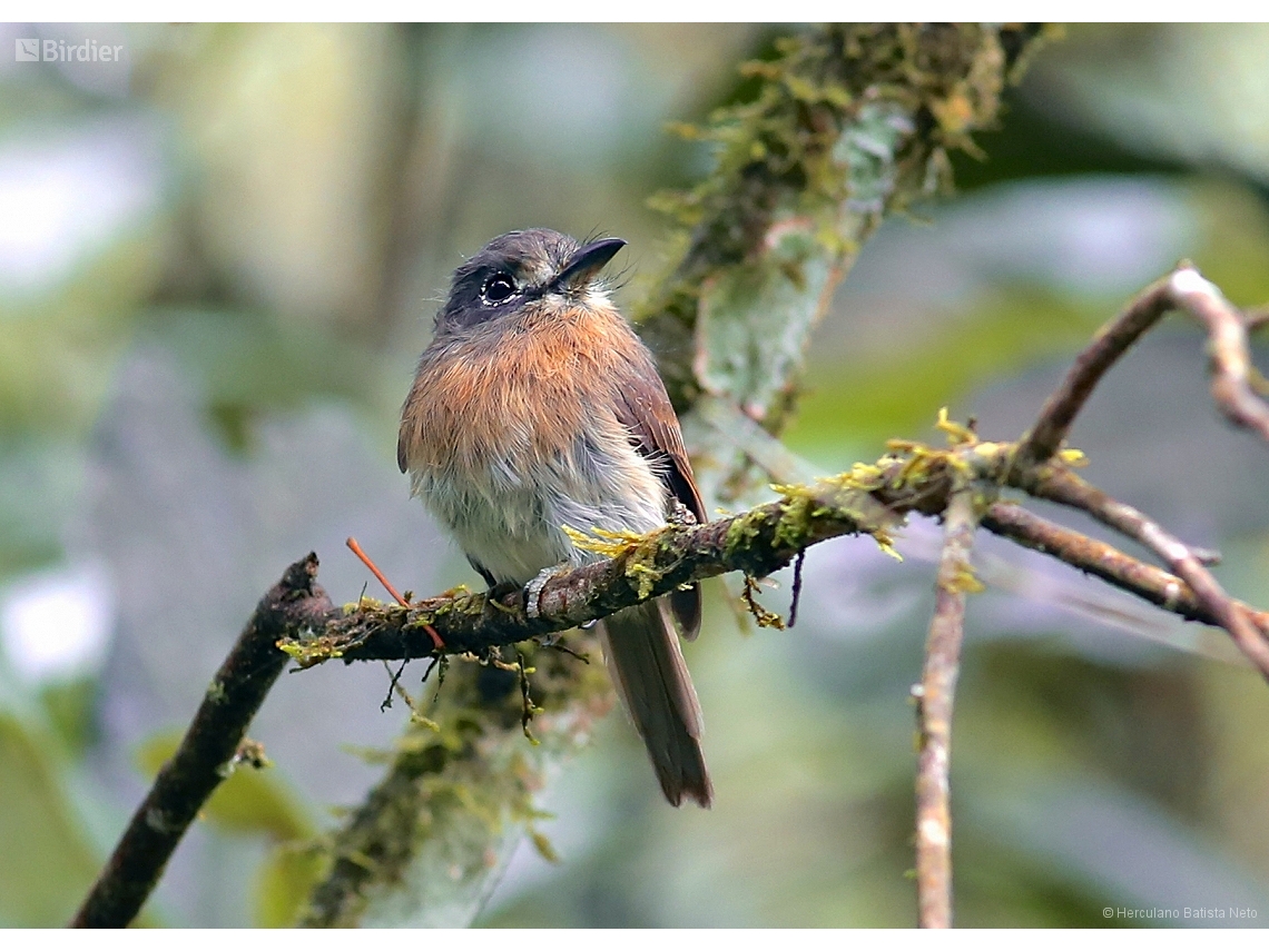 Nonnula rubecula
