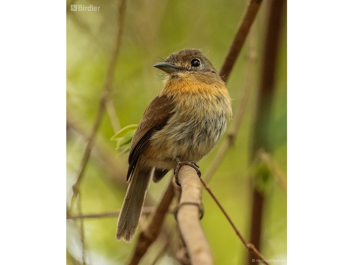 Nonnula rubecula